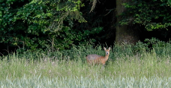 Reh vor Wald