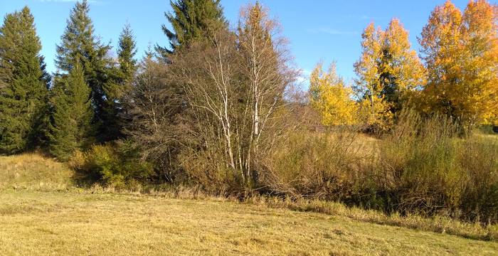 Ägeriried im Herbst