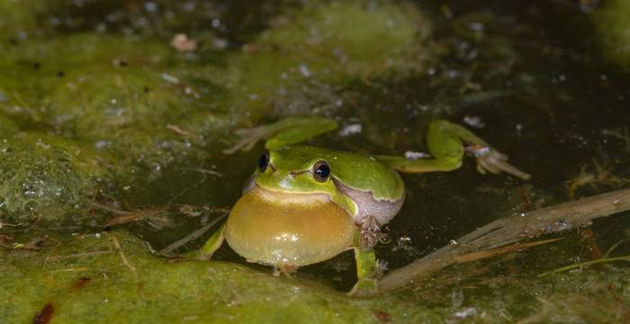 Mithilfe der Schallblase verstärkt das Laubfrosch-Männchen seine Rufe und lockt so Weibchen an. © Thomas Flory