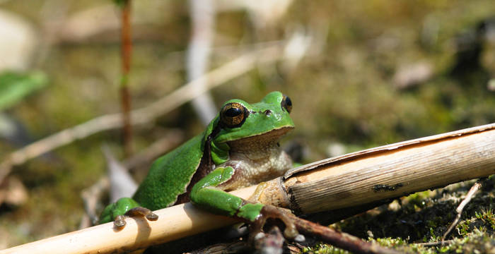 Laubfrosch