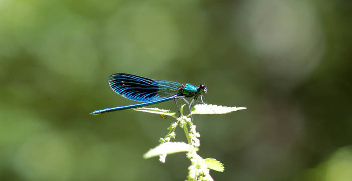 Gebänderte Prachtlibelle © Christoph Flory