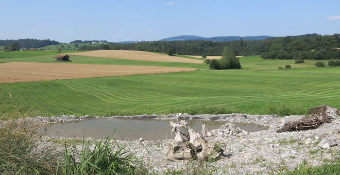 Das neuerstellte kleine Laubfroschparadies in Hatwil