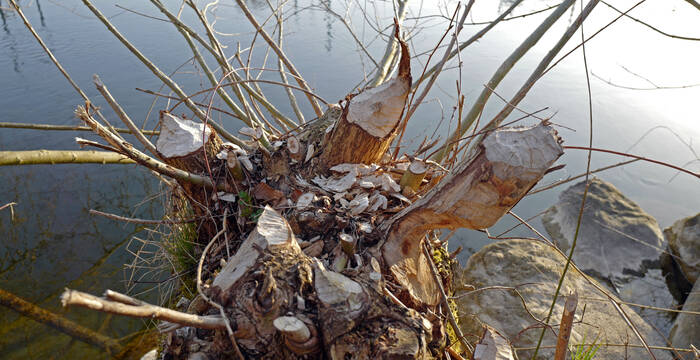 Frassspur Biber © Pro Natura