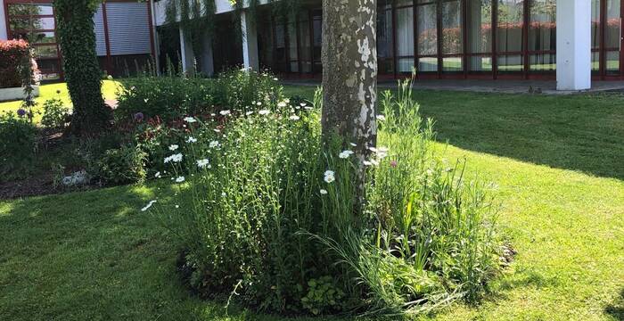 Begrünte Baumscheiben in der Kantonsschule Zug