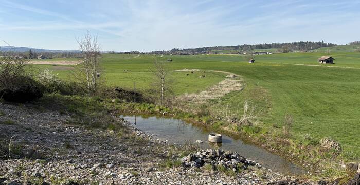 Von Pro Natura Zug erstelltes Laubfroschparadies in Hatwil.