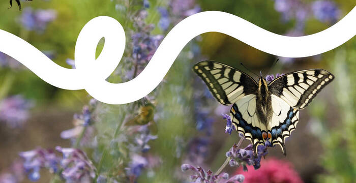 Der Schwalbenschwanz ist für viele der Inbegriff eines Naturgartens.