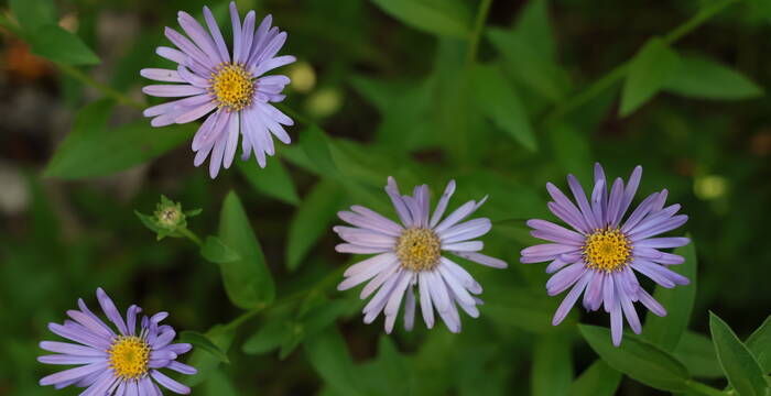 Die Blütenpracht im Naturgarten an der Dorfstrasse 29 war wunderbar, hier eine Berg-Aster.