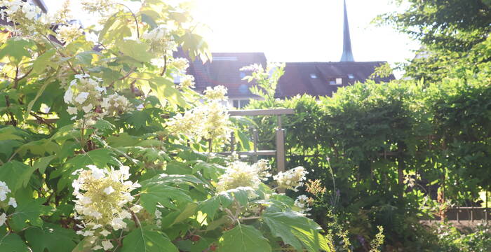 Blütenpracht im Naturgarten an der Dorfstrasse 29
