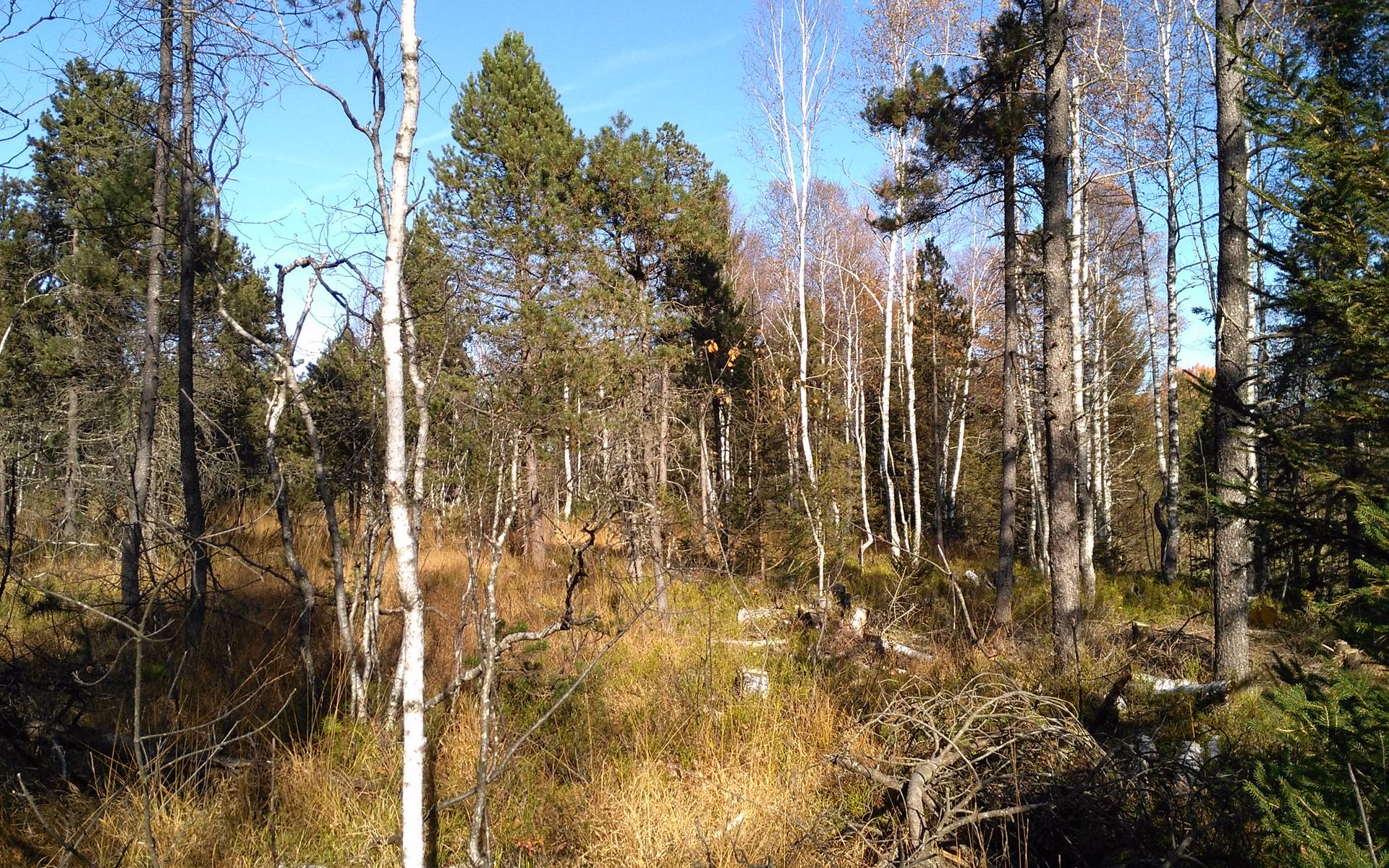 Hochmoorwald_Aegeriried