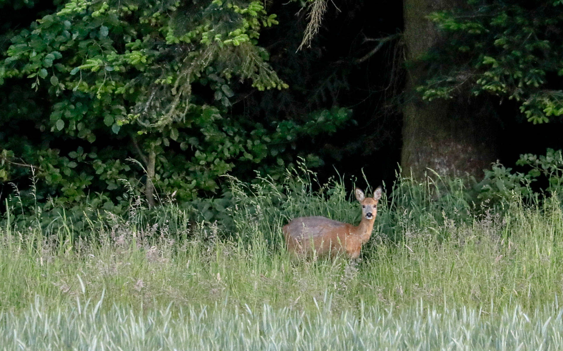 Reh im Wald © Pro Natura