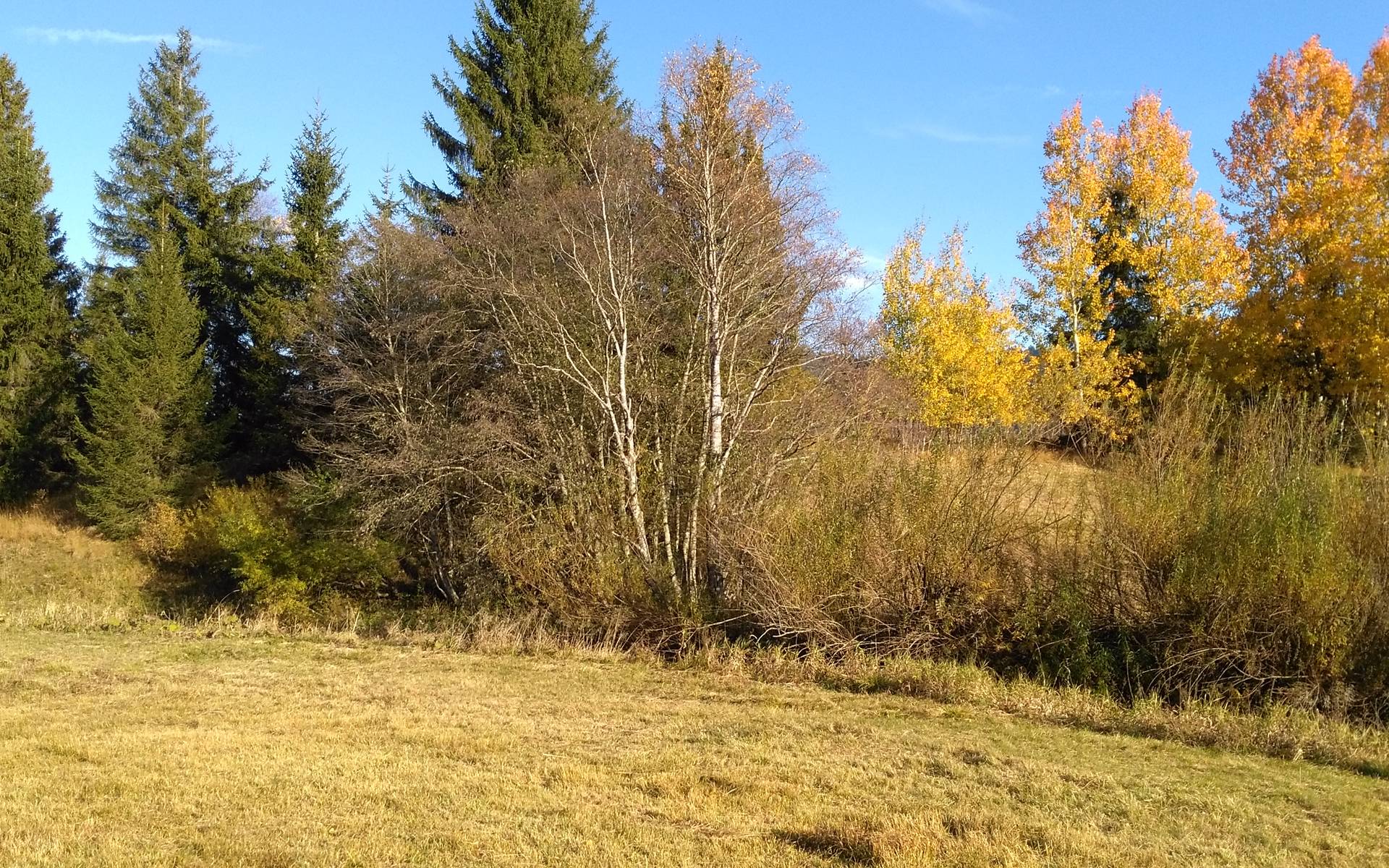 Ägeriried im Herbst