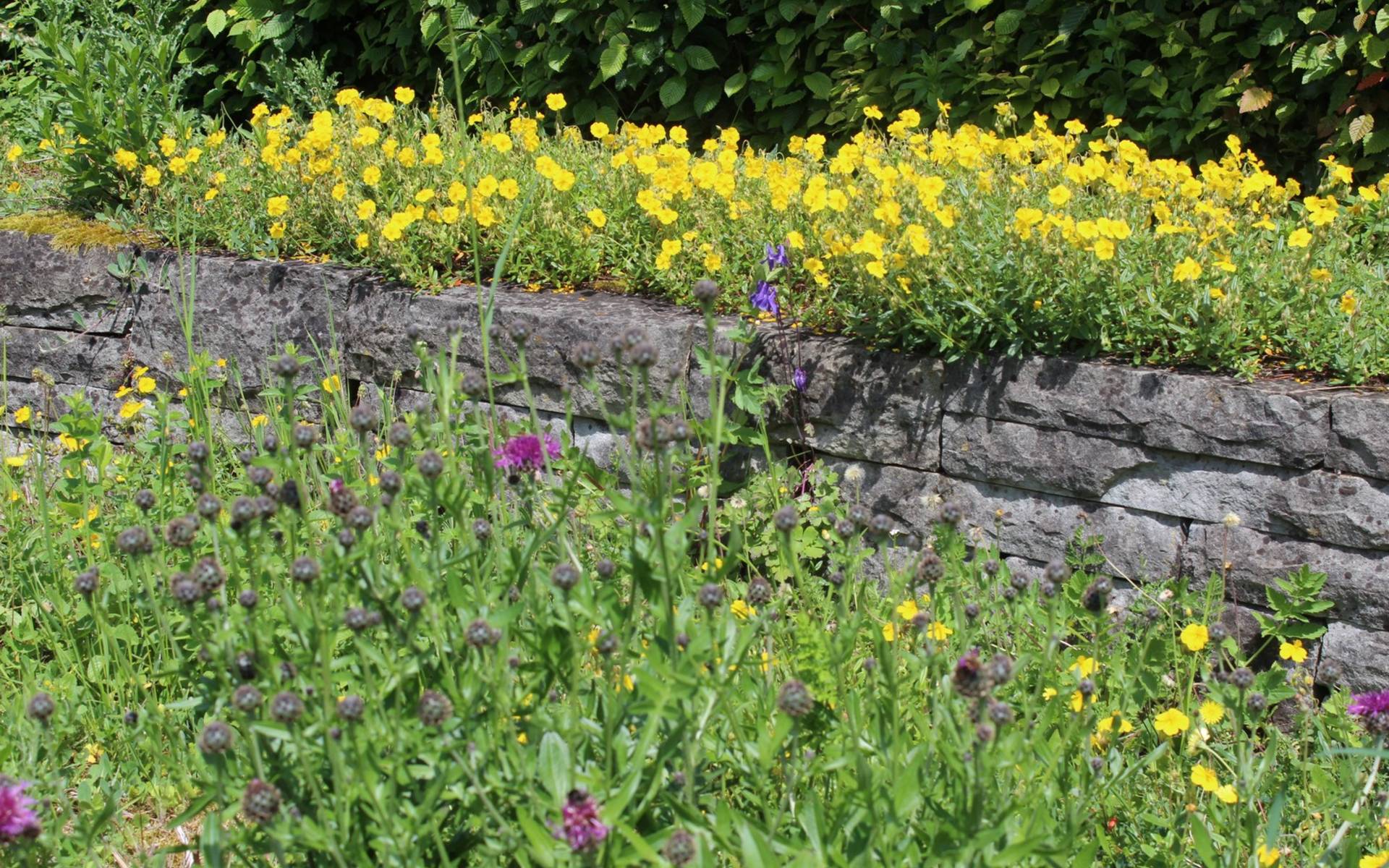 Mauer Letzigarten