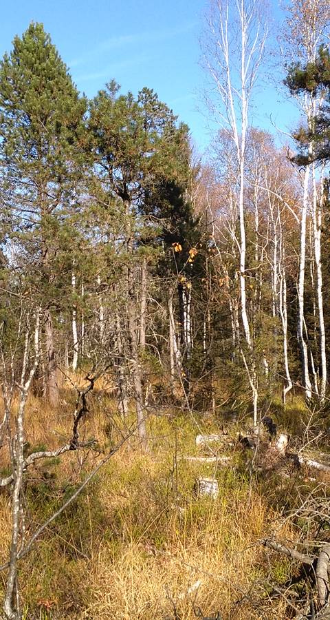 Hochmoorwald_Aegeriried