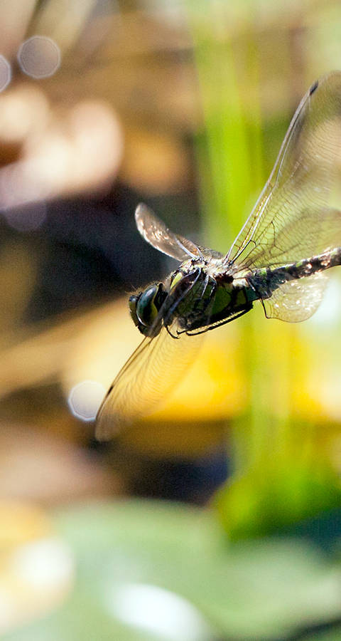 Libelle