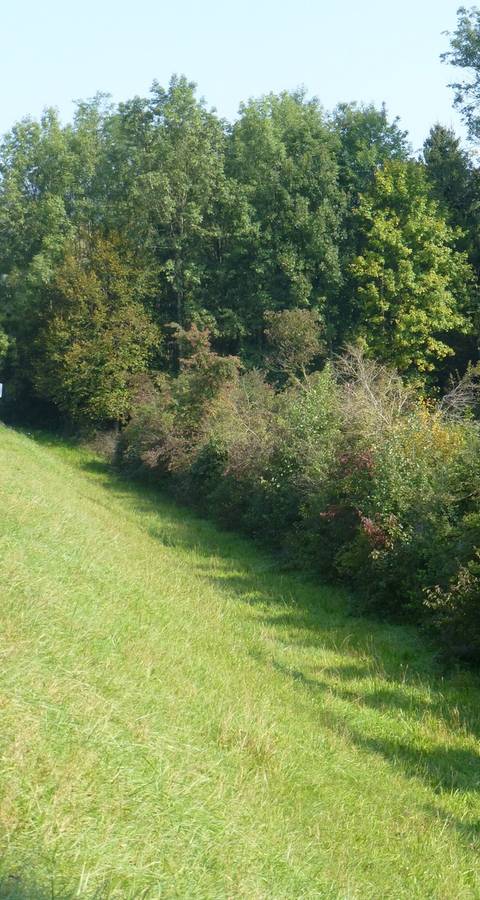 Untere Hecke