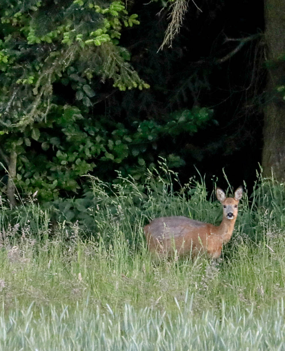 Reh vor Wald