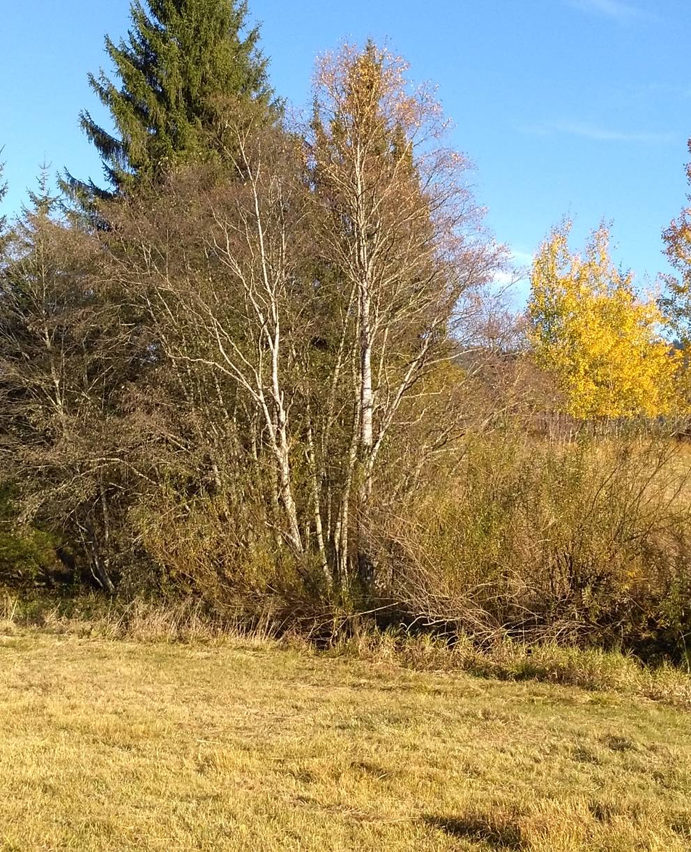 Ägeriried im Herbst