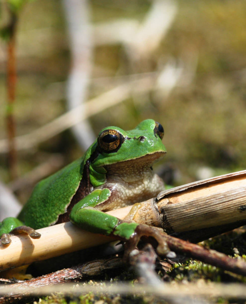 Laubfrosch