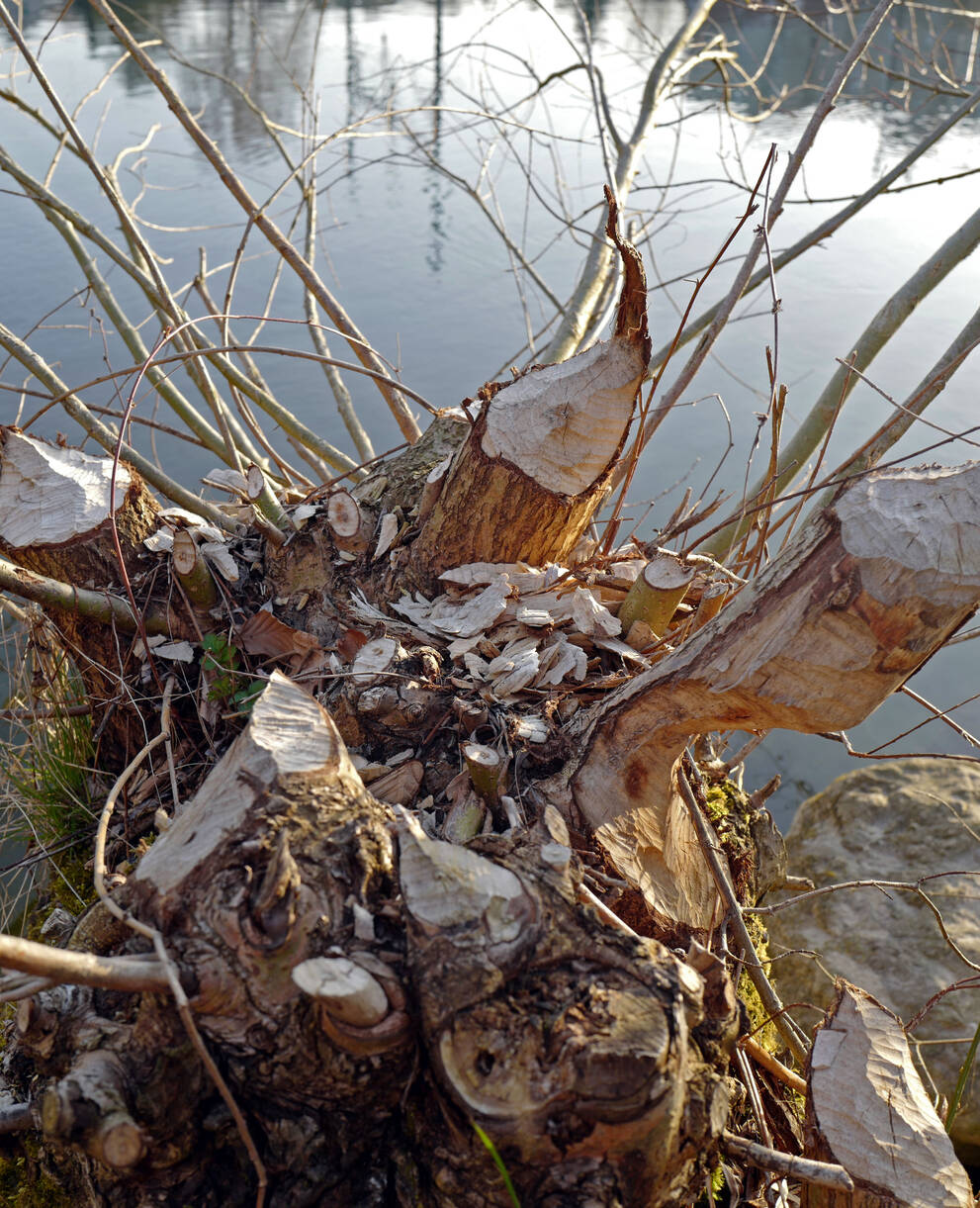 Frassspur Biber © Pro Natura