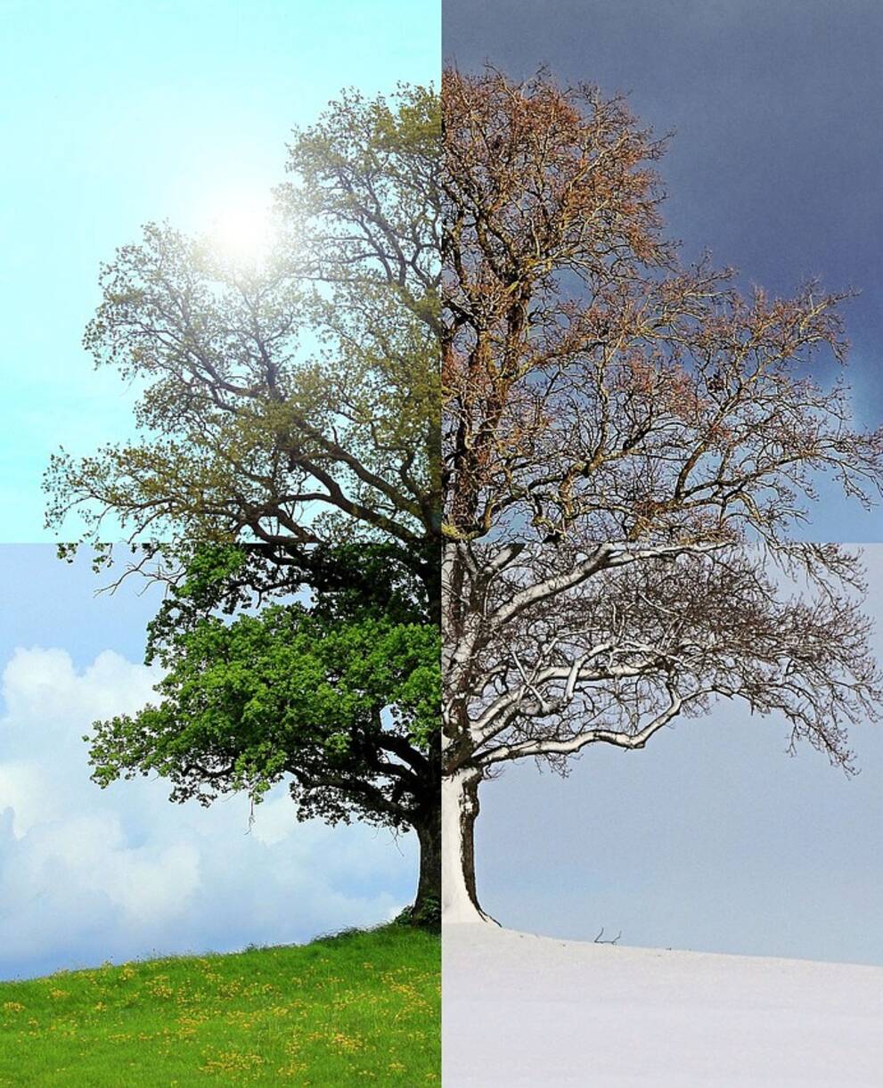 Jahreszeitenbaum