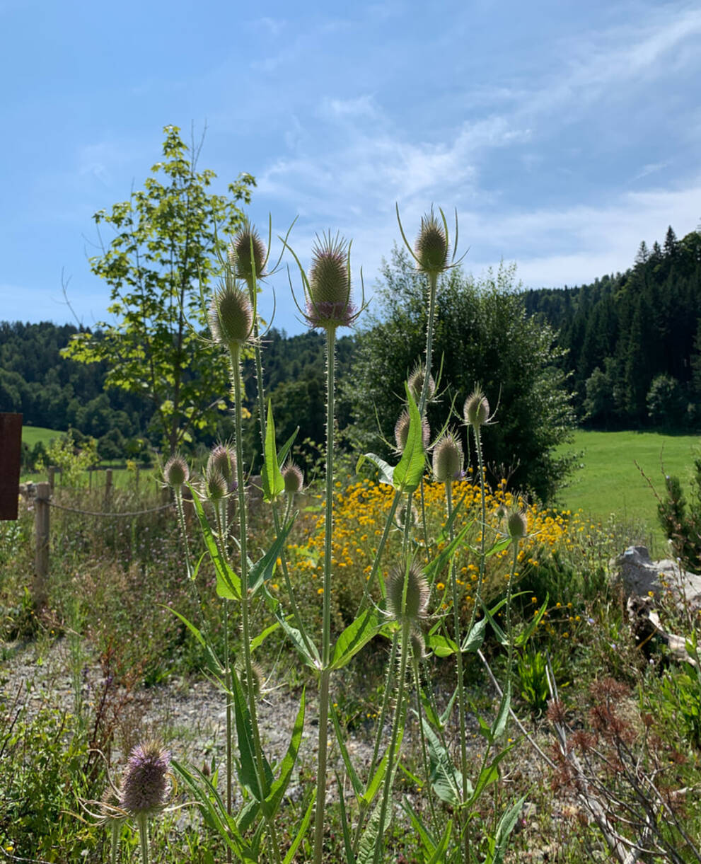 Wildbiendli-Paradies Einsiedeln