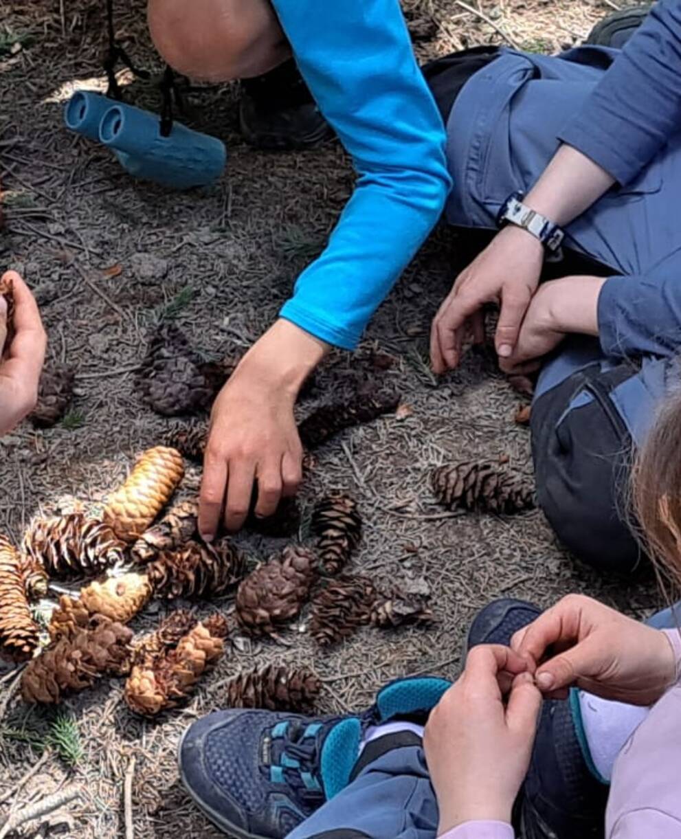 Tannzapfen sortieren