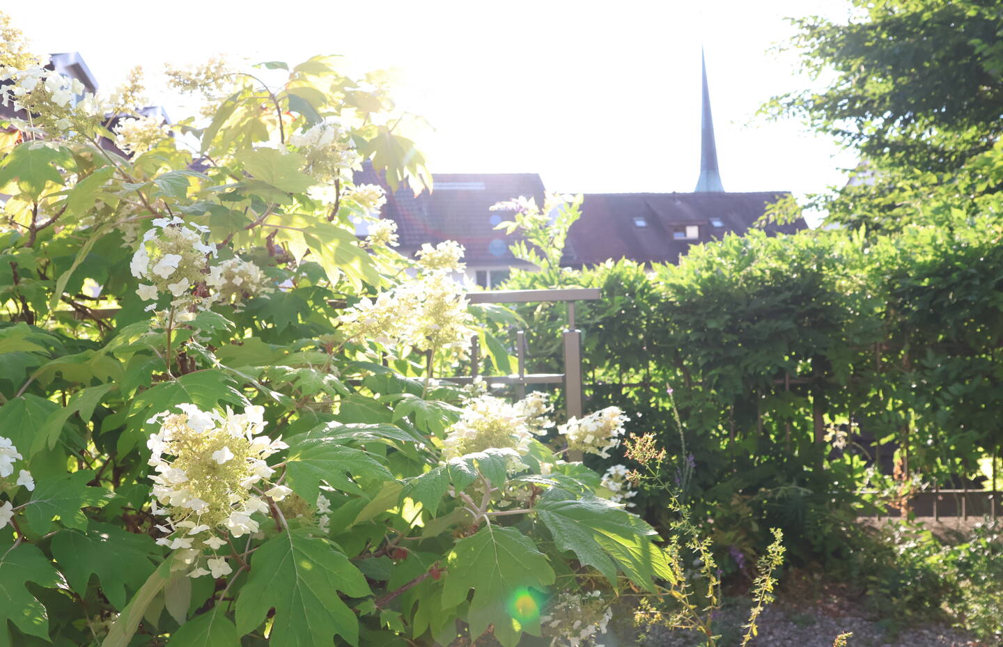 Blütenpracht im Naturgarten an der Dorfstrasse 29
