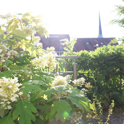 Blütenpracht im Naturgarten an der Dorfstrasse 29